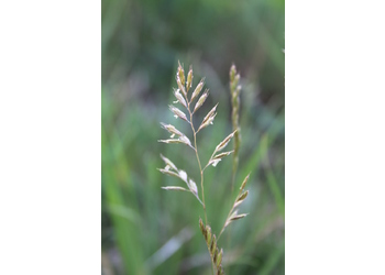 Furchen-Schwingel (Festuca rupicola) - © Philipp Sengl